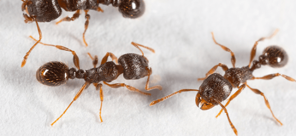 Milwaukee Pavement Ant Exterminator